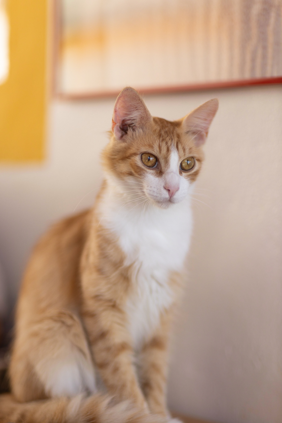 Rescued cat finding a new home through BBPETS Madeira