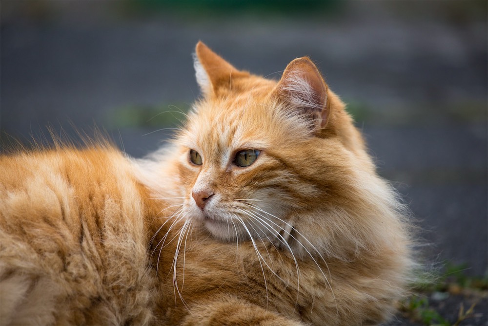 Cat in need of care supported by BBPETS donations