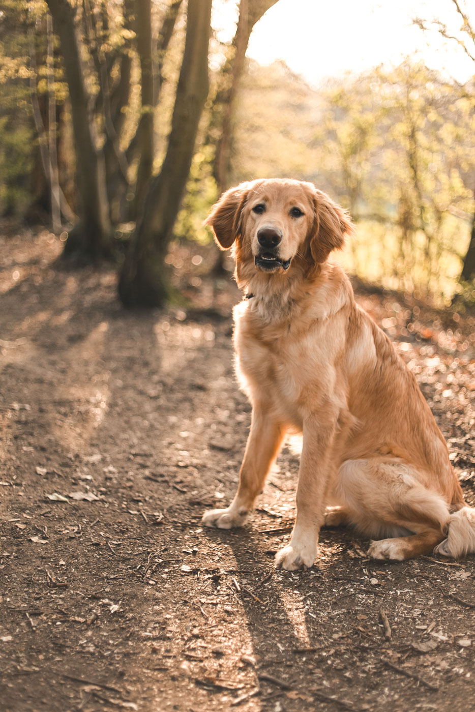 Cão resgatado e cuidado pela BBPETS na Madeira